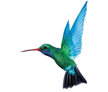 Caribbean Airlines